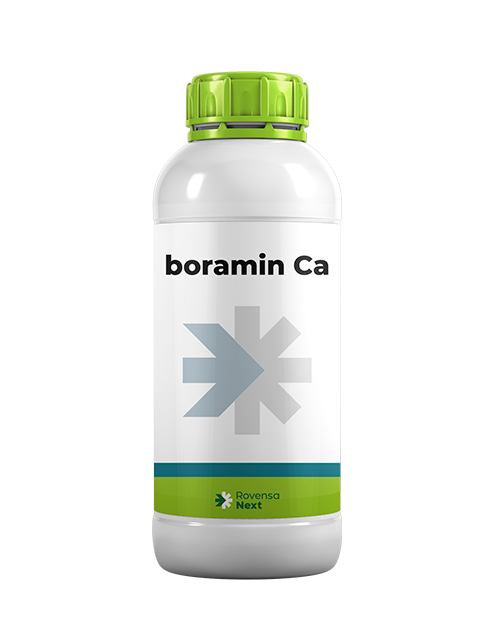 boraminca